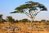 TANZANIA - Serengeti National Park - 370